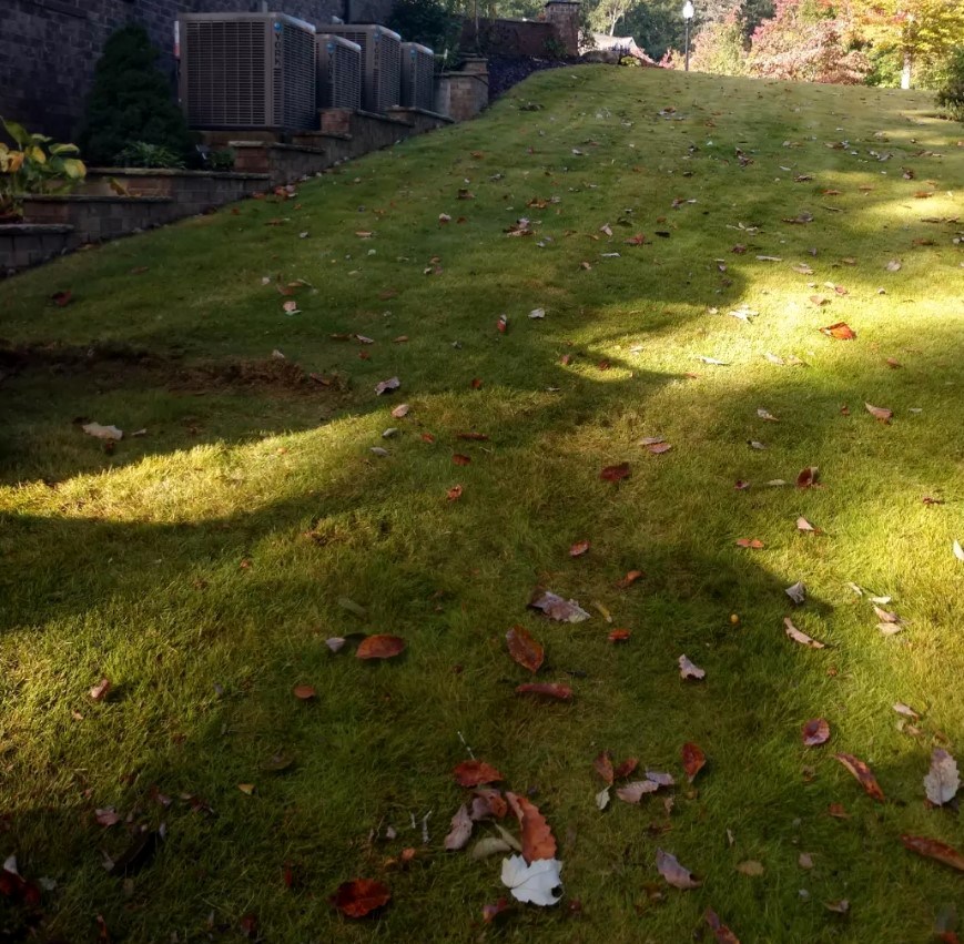 Maintained sloping lawn