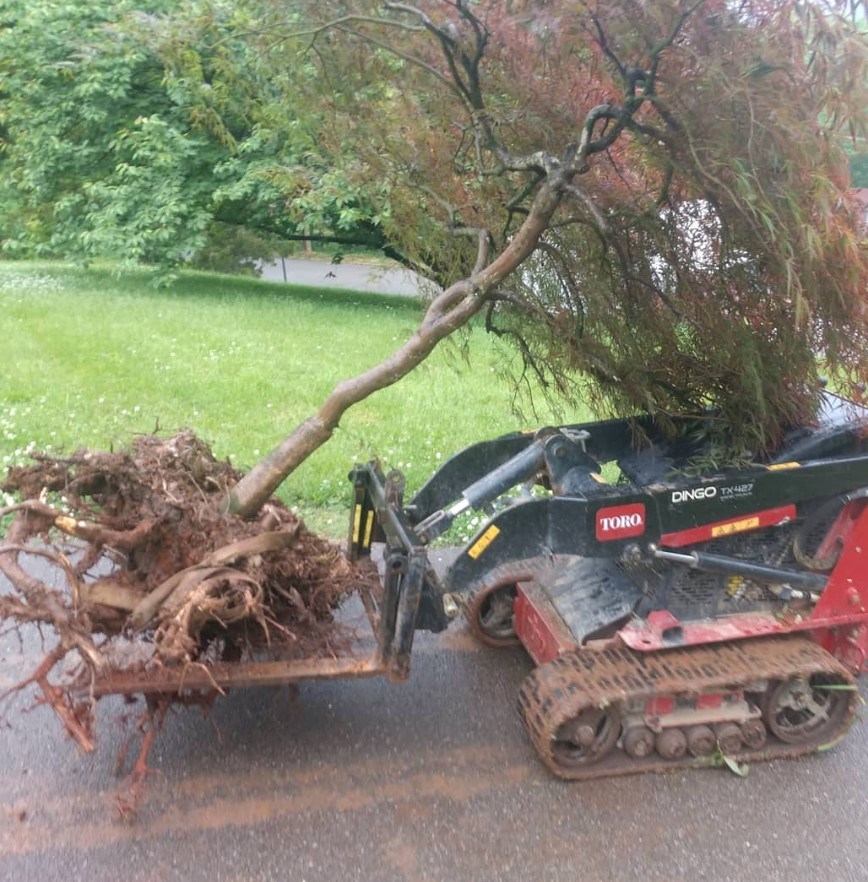 Compact loader removing a tree and root ball